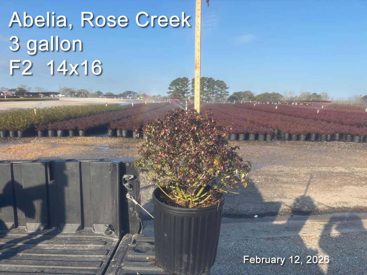 gallery/arc3 f2 feb12.jpg